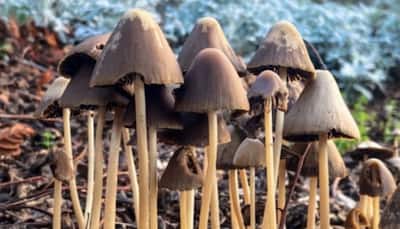 This Psychedelic Mushroom Compound May Improve Mood And Motor Function In Parkinson’s Patients, Study Finds