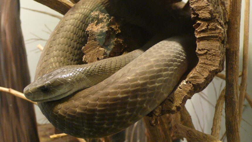 Curious about which venomous snake would win in a fight — the king cobra or the black mamba?
