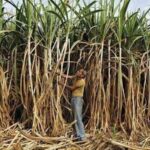 Sugar production set to decline, Govt hikes fair price of sugarcane by 4.41%