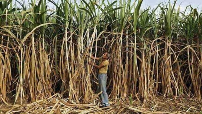 Sugar production set to decline, Govt hikes fair price of sugarcane by 4.41%