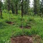 Tripura deforestation